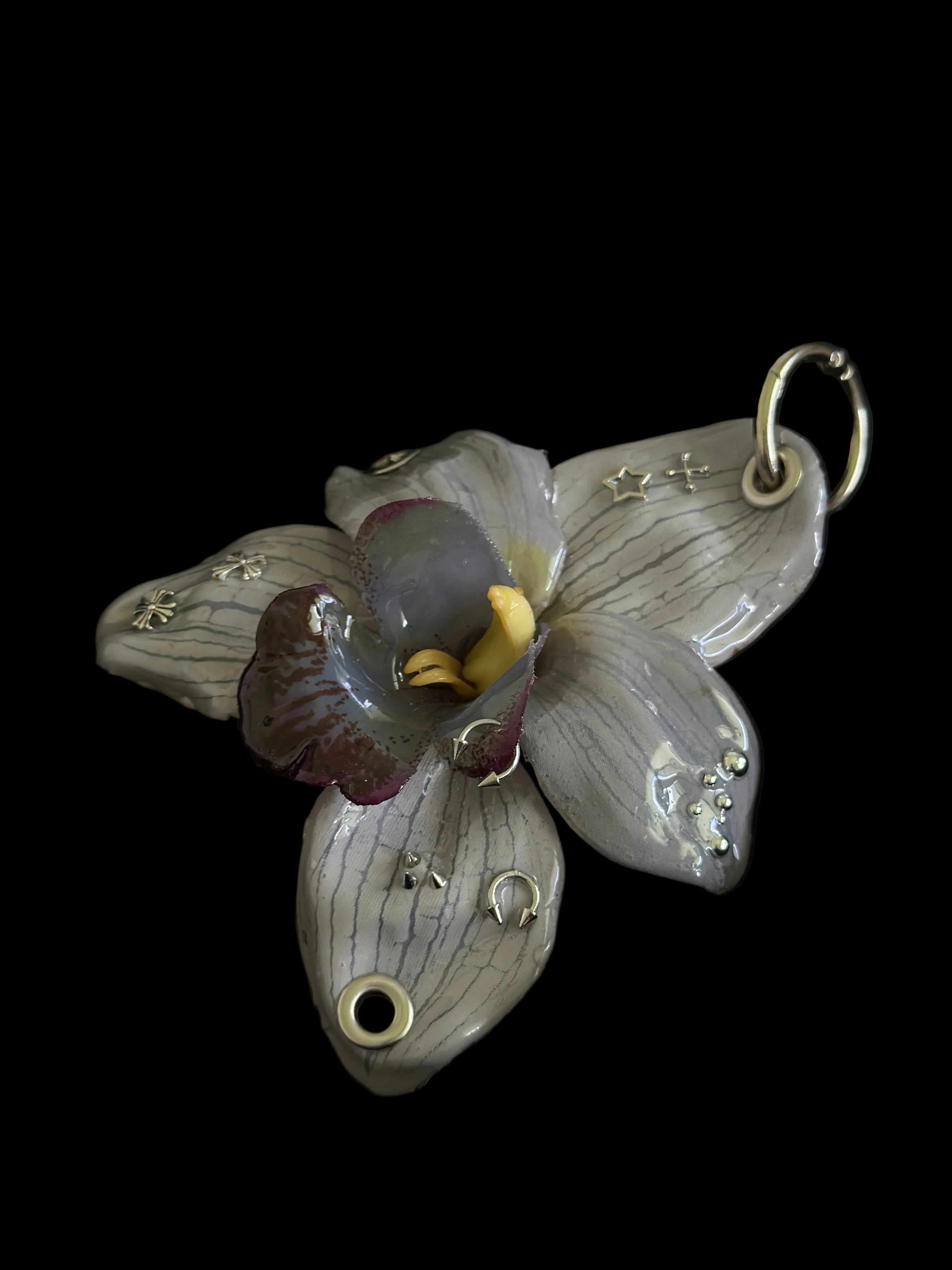 Gray Pierced Orchid